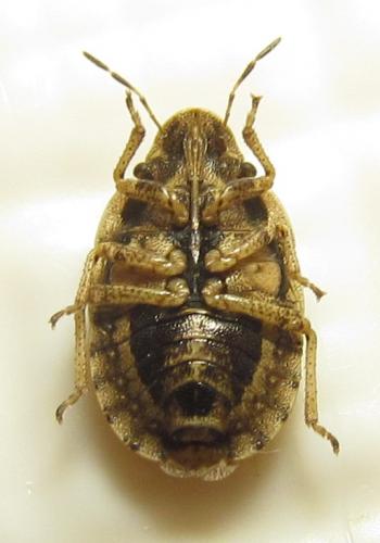 Sciocoris deltocephalus
