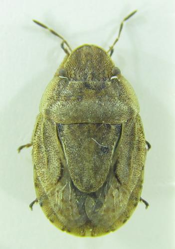 Sciocoris deltocephalus
