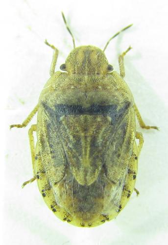 Sciocoris sulcatus