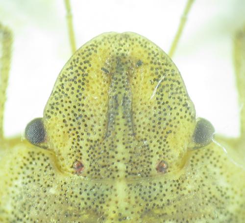 Sciocoris sulcatus