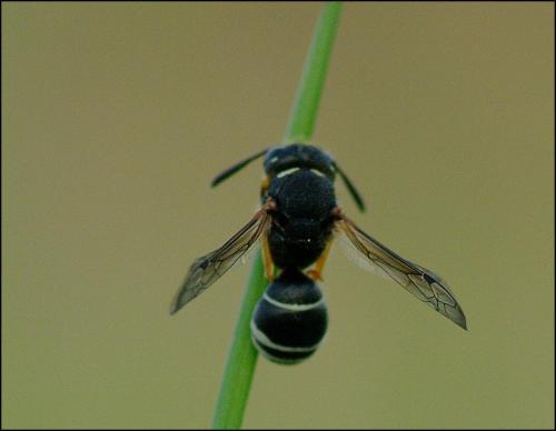 Réf. 160 071 : Eumeninae inconnu