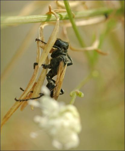 Prionyx subfuscatus
