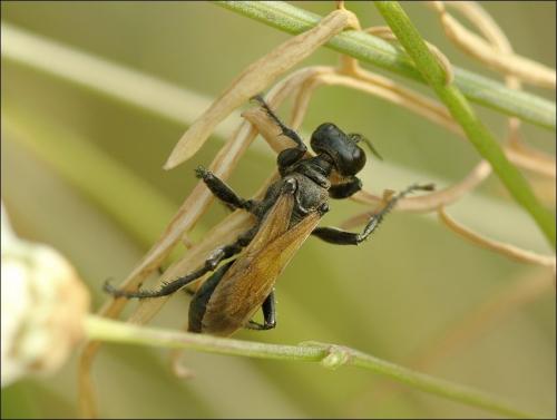 Prionyx subfuscatus