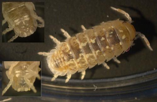 Réf. 160 725 : Armadillidium album