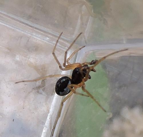 Pachygnatha degeeri