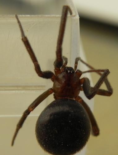 Steatoda grossa