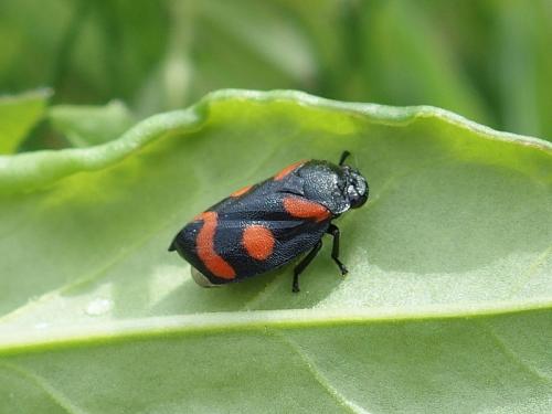 Cercopis sanguinolenta