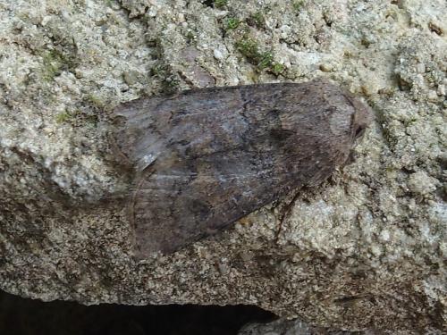 Agrotis cinerea