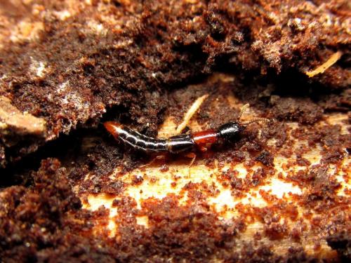 Nudobius collaris