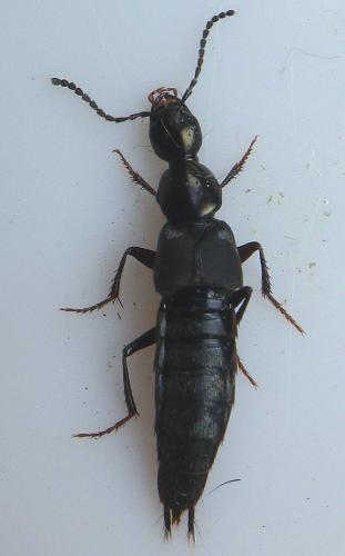 Réf. 160 693 : Philonthus decorus