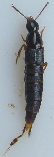 Réf. 160 694 : Quedius sp.