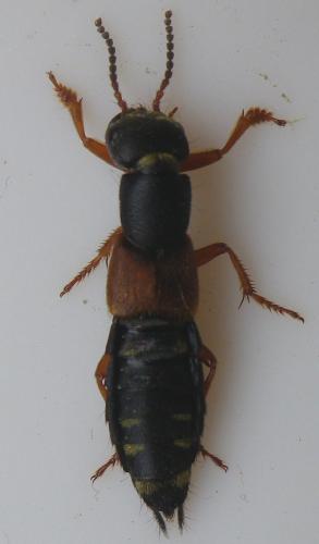 Staphylinus erythropterus