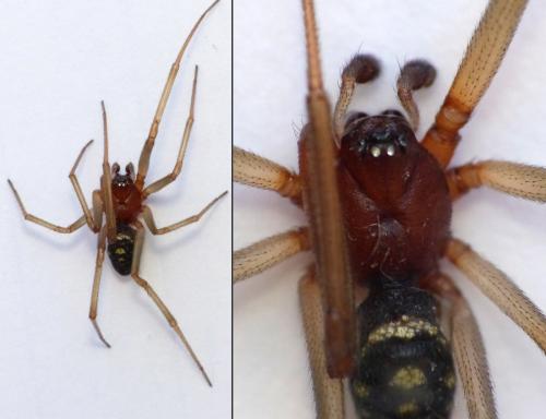 Steatoda grossa