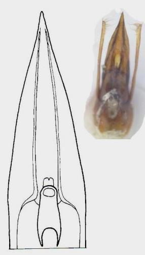 Stenus nitidiusculus