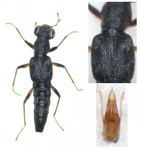 Stenus fossulatus