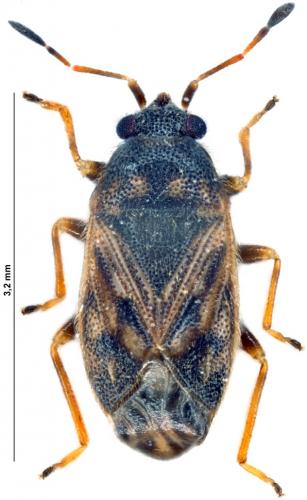 Réf. 160 811 : Stygnocoris faustus