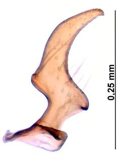 Réf. 160 836 : Stygnocoris faustus