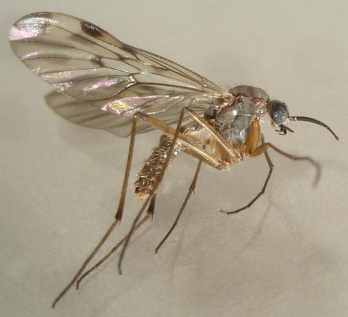 Sylvicola cinctus