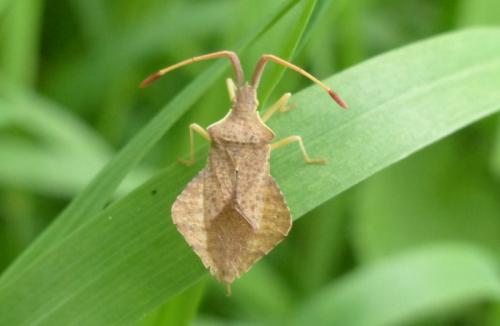 Réf. 160 233 : Syromastus rhombeus