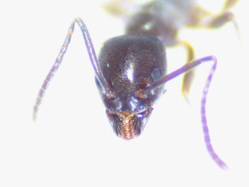 Tapinoma nigerrimum