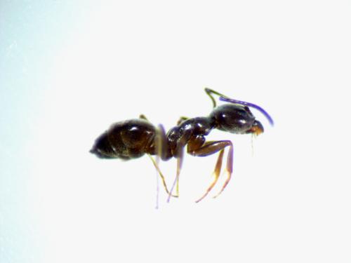 Réf. 160 791 : Tapinoma nigerrimum