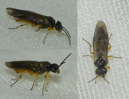 Hoplocampa sp.