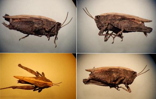 Réf. 160 354 : Tetrix undulata