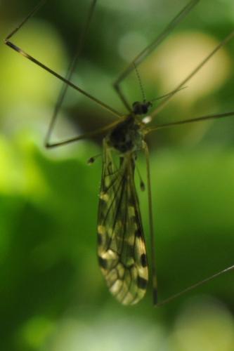 Limonia hercegovinae