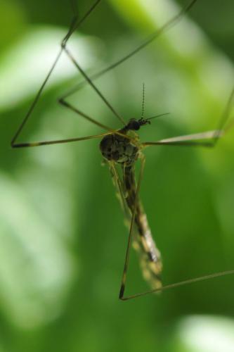 Limonia hercegovinae