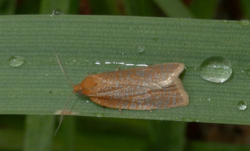 Clepsis unicolorana