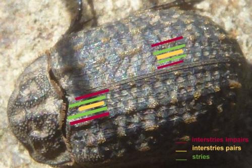 Trox sabulosus