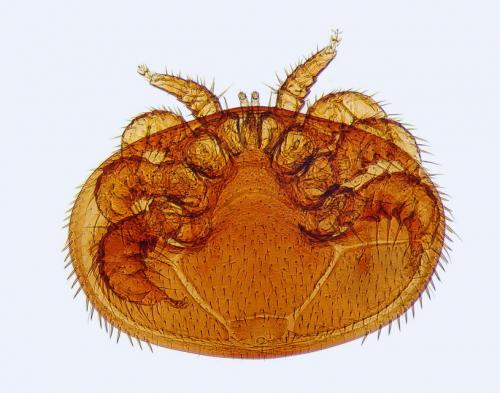 Réf. 160 395 : Varroa destructor