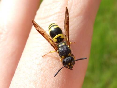 Ancistrocerus sp.