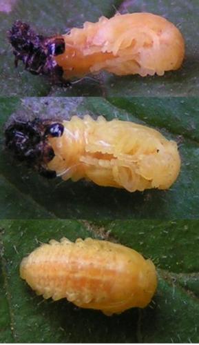Réf. 160 911 : Xanthogaleruca luteola