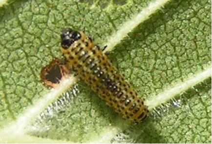 Réf. 160 907 : Xanthogaleruca luteola