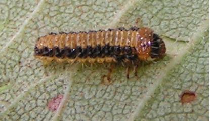 Réf. 160 908 : Xanthogaleruca luteola