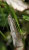 160689 – Photo : Christian Widmann – Suisse