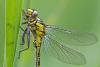 160765 – Photo : Cochet Alain – France (40)