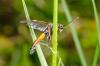 160582 – Photo : Fabricius – France (13)
