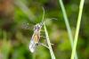 160583 – Photo : Fabricius – France (13)