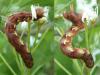 Erannis defoliaria