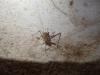 160346 – Photo : marina F – Laos