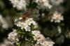 160371 – Photo : BourrinOman – France (83)
