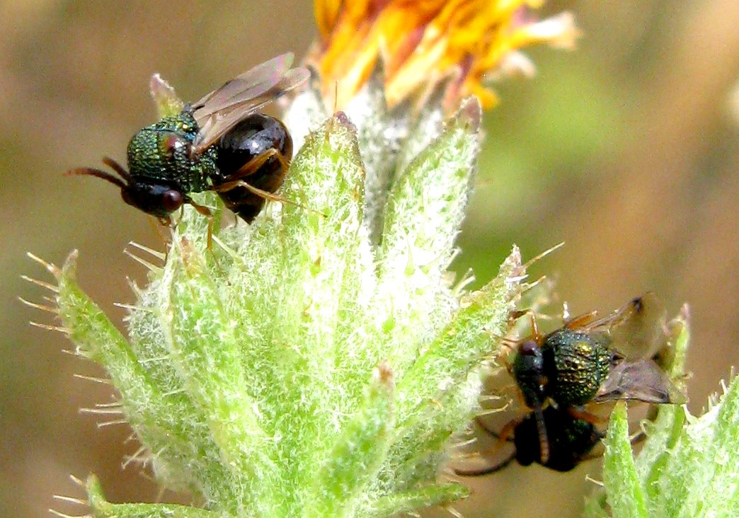 Normand Mlaure - Stilbula cyniformis - réf. 160909 (1044 x 732 pixels, 182 ko)