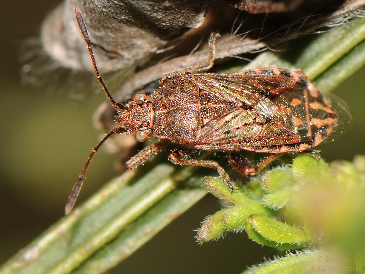 Eric Steckx - Stictopleurus punctatonervosus - réf. 160822 (1200 x 900 pixels, 191 ko)