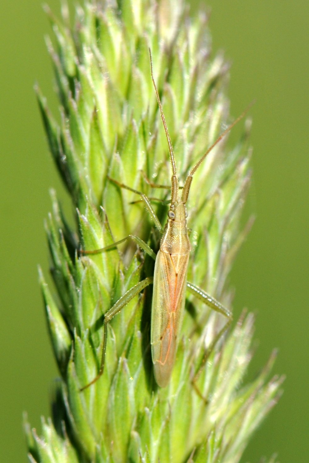 Réf. 160533 — INSECTA > Heteroptera > Miridae > Stenodema (Stenodema