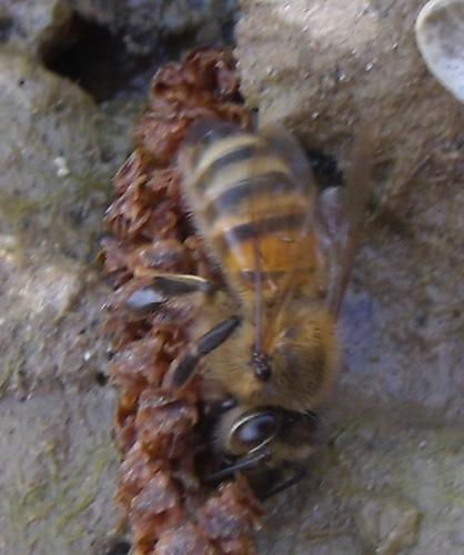 Réf. 161 539 : Apis mellifera