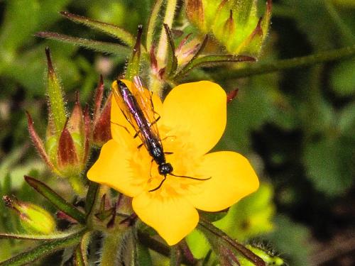Phylloecus sp.