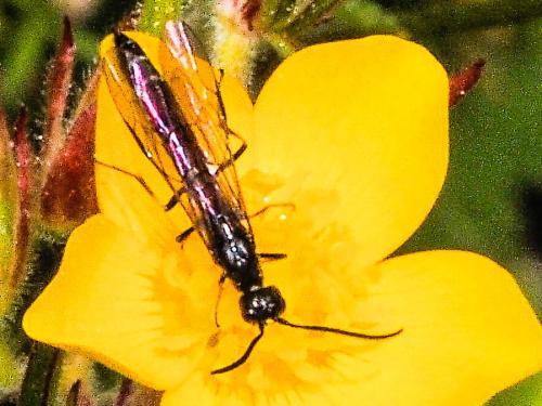 Réf. 161 676 : Phylloecus sp.