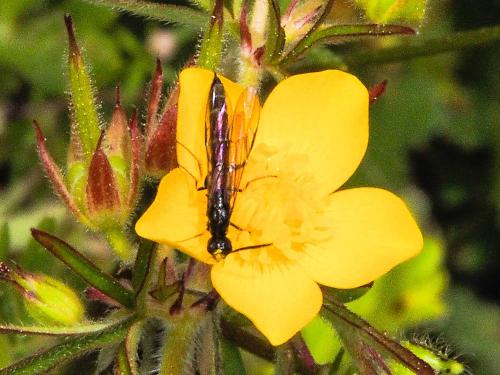 Réf. 161 664 : Phylloecus sp.